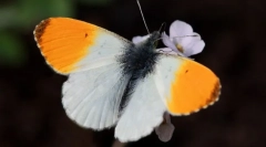 Метелик зорка